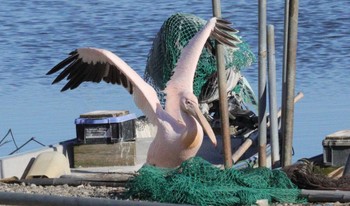 2022年12月29日(木) 北印旛沼の野鳥観察記録