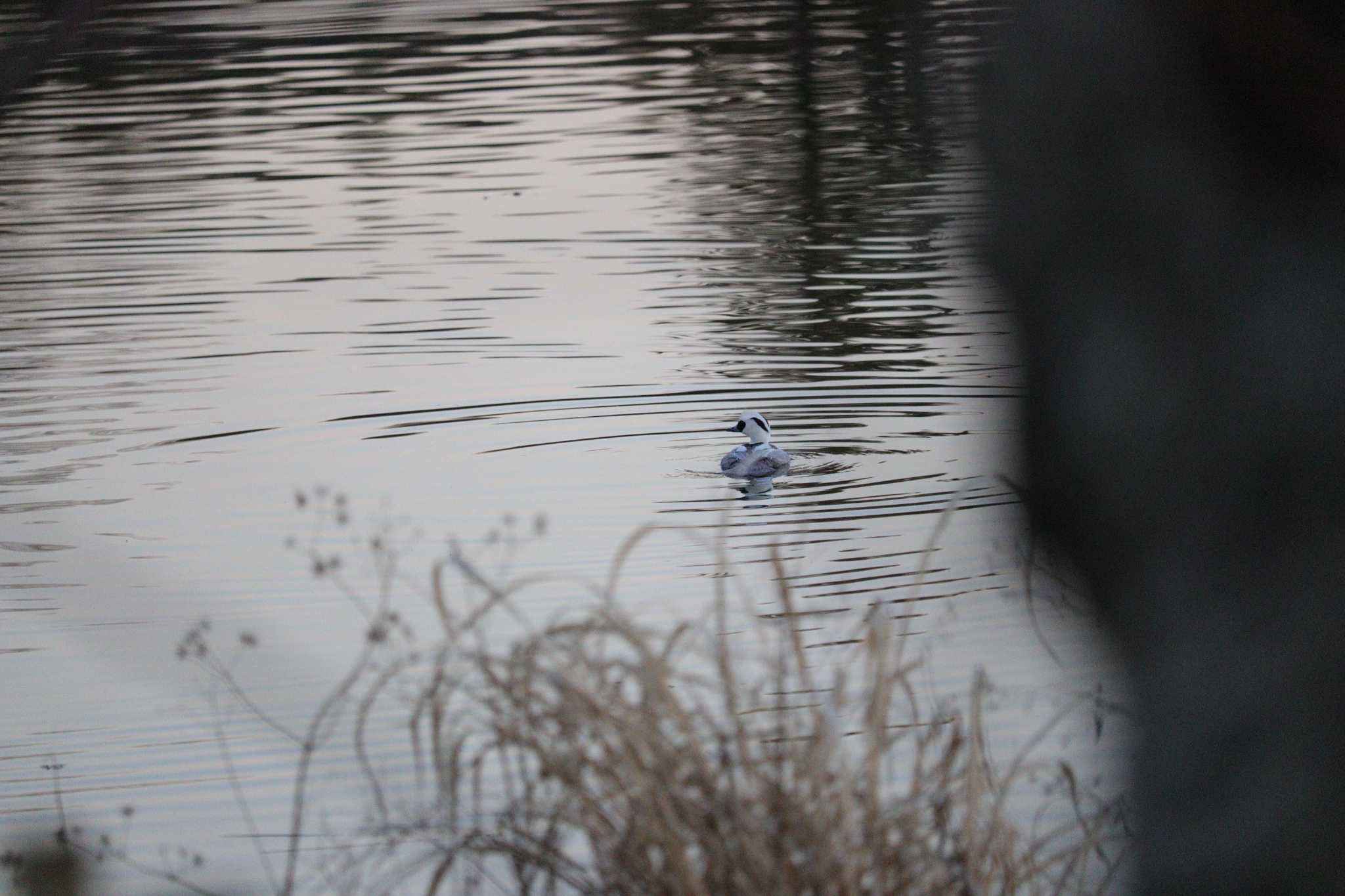 Smew