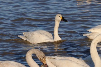 Thu, 12/29/2022 Birding report at 本埜村白鳥の郷