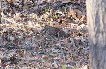 2022年12月30日(金) 舞岡公園の野鳥観察記録