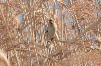 2023年1月4日(水) ふなばし三番瀬海浜公園の野鳥観察記録