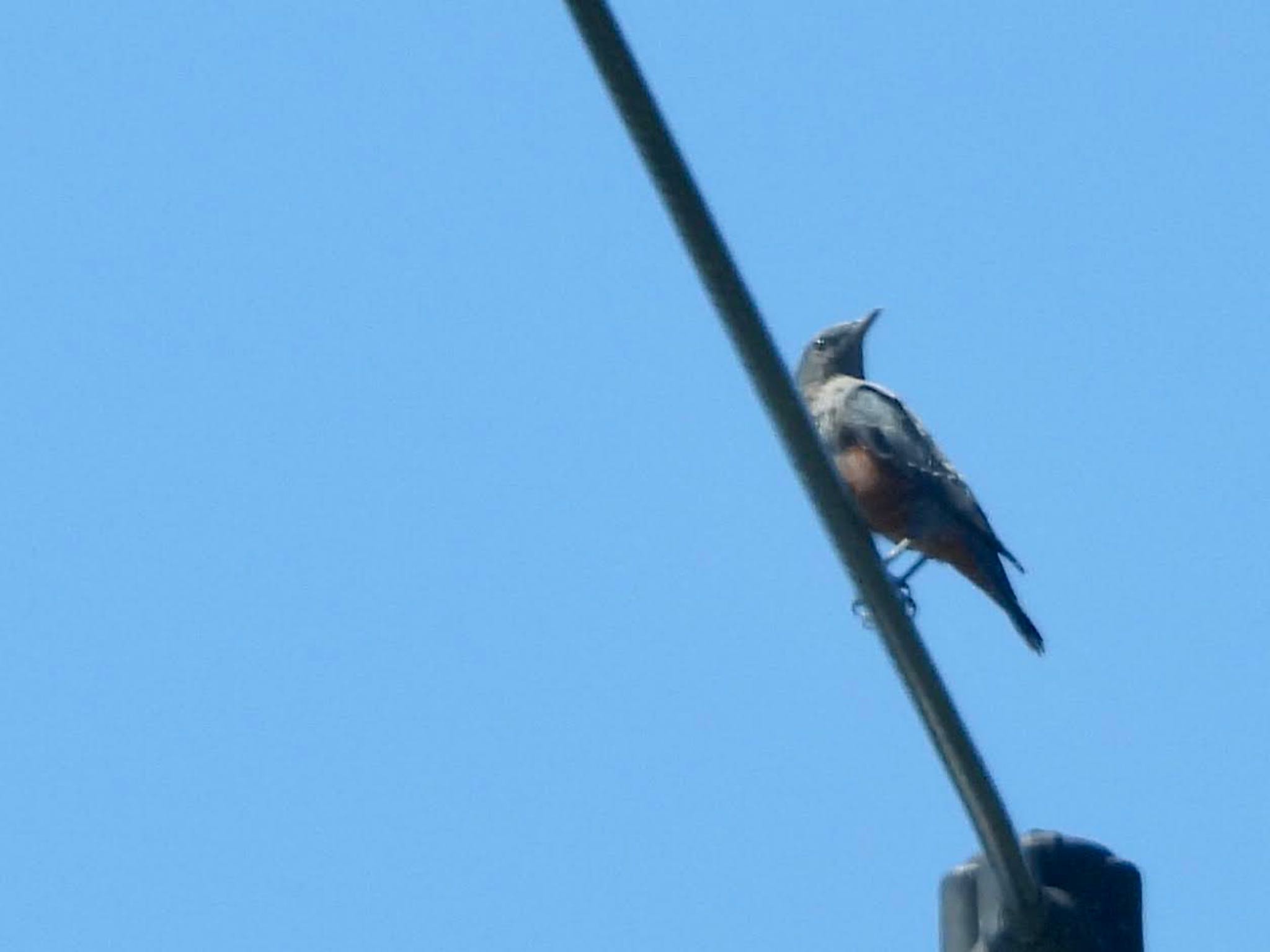 Blue Rock Thrush