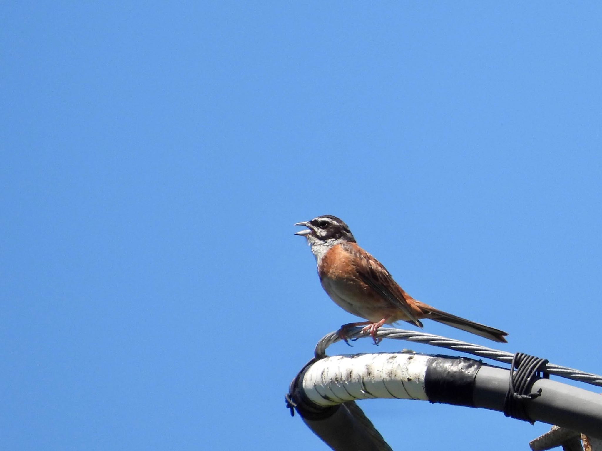 Photo of Meadow Bunting at 千葉県 by くー