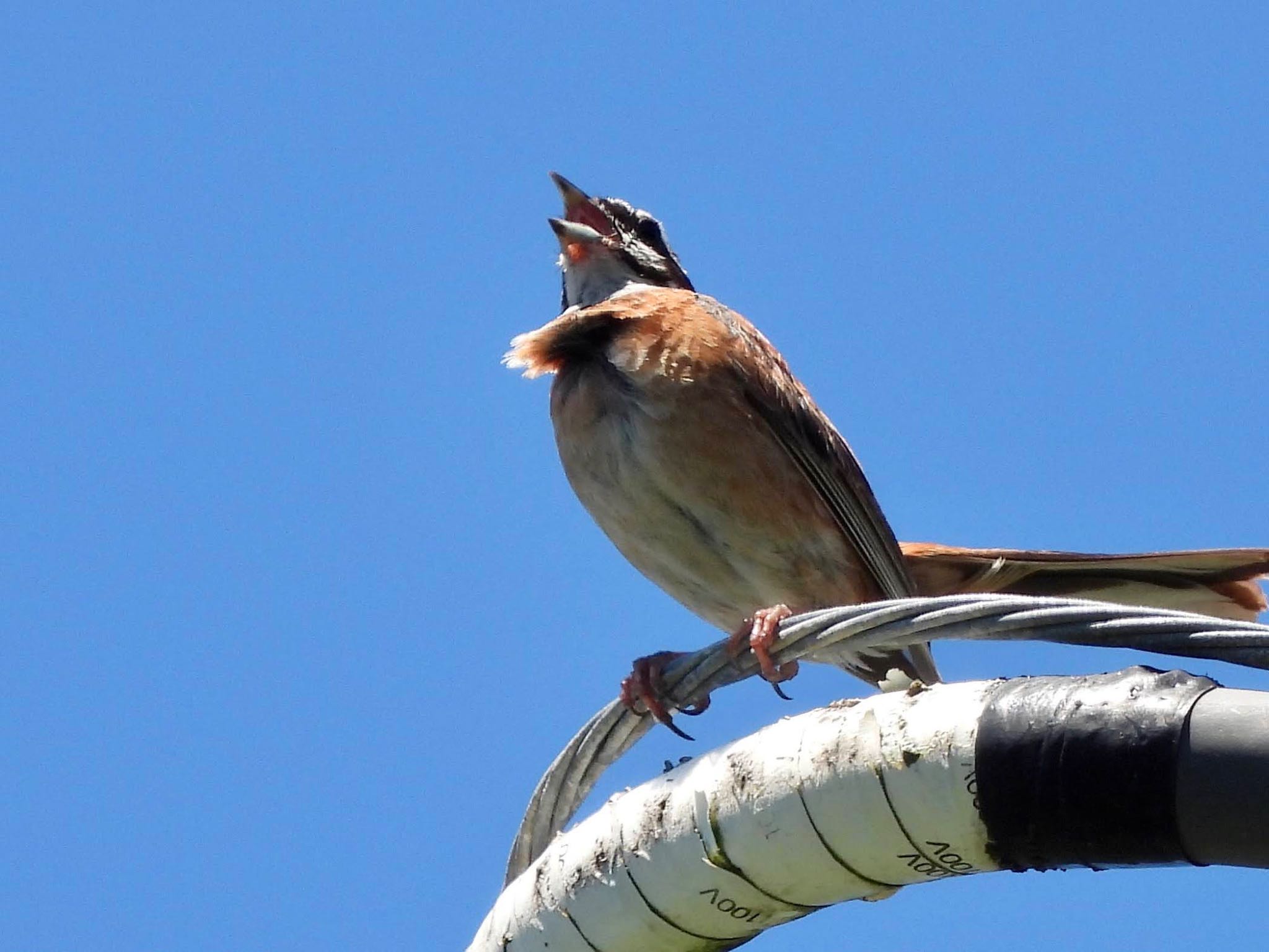 Meadow Bunting