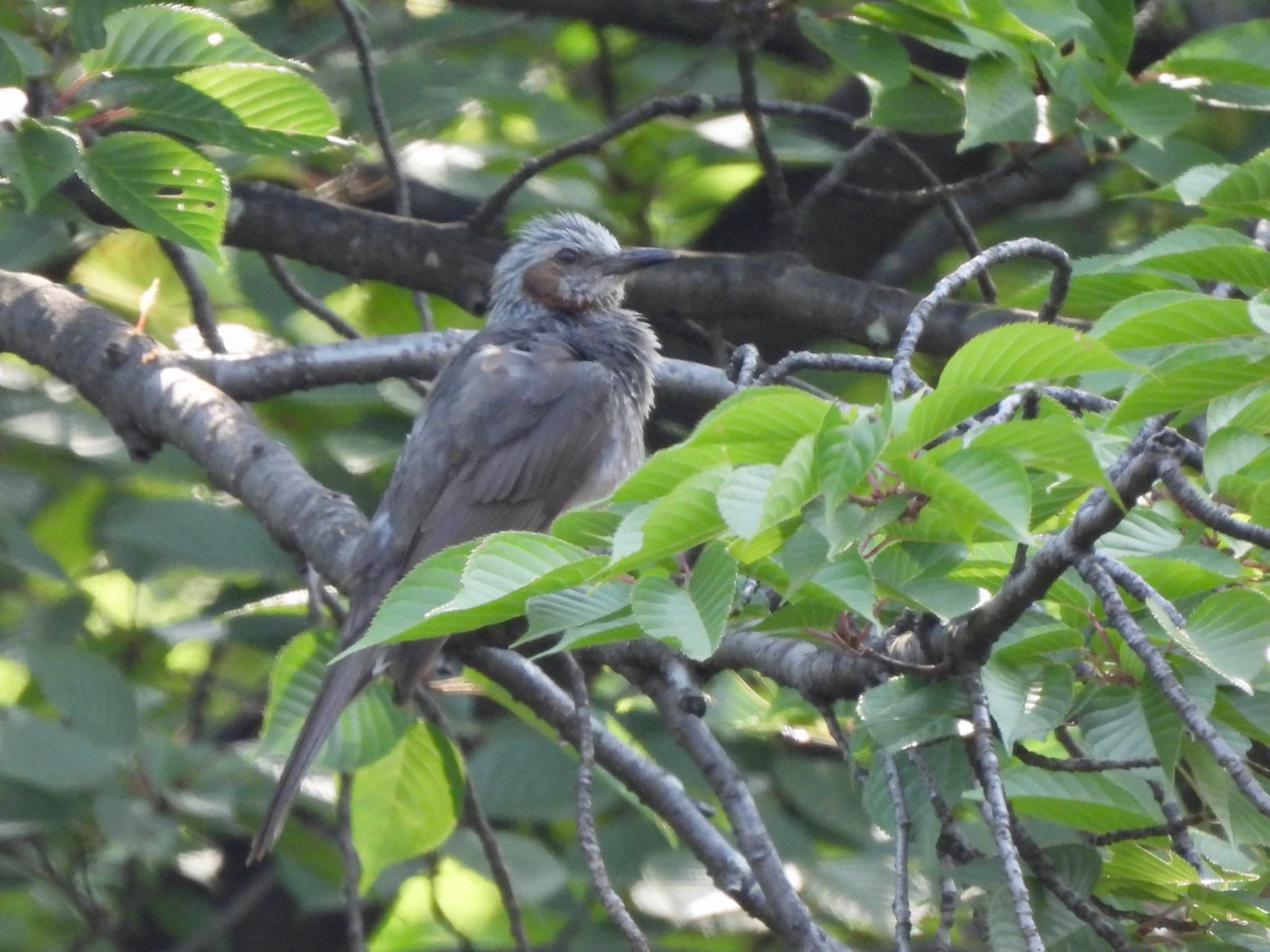 Photo of Brown-eared Bulbul at Tokyo Port Wild Bird Park by くー