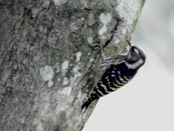 2022年6月19日(日) 東京港野鳥公園の野鳥観察記録