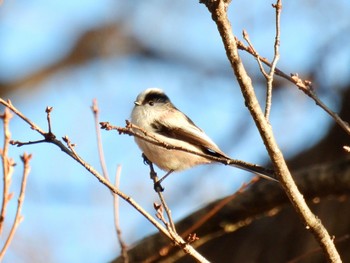 エナガ 嶺公園 2023年1月3日(火)