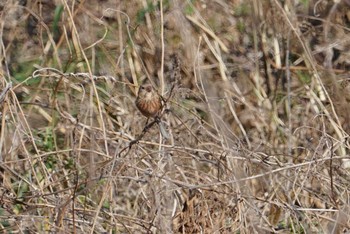 Sat, 3/24/2018 Birding report at きずきの森(北雲雀きずきの森)