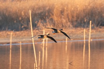 Wed, 1/4/2023 Birding report at 多々良沼