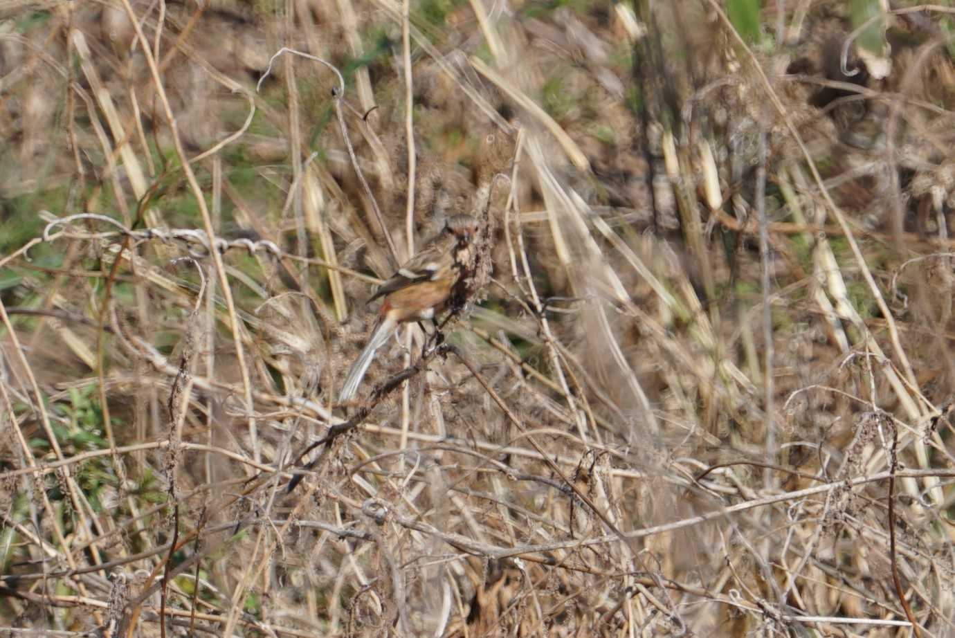 Siberian Long-tailed Rosefinch