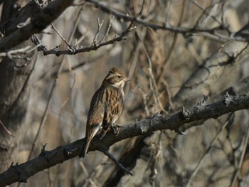 2022年12月28日(水) 秋ヶ瀬公園の野鳥観察記録