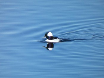 2022年12月25日(日) 多摩川の野鳥観察記録