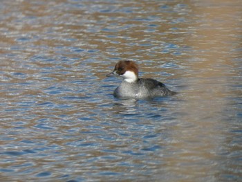 2022年12月26日(月) 新横浜公園の野鳥観察記録