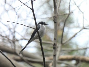 Ryukyu Minivet Kinuta Park Fri, 12/30/2022