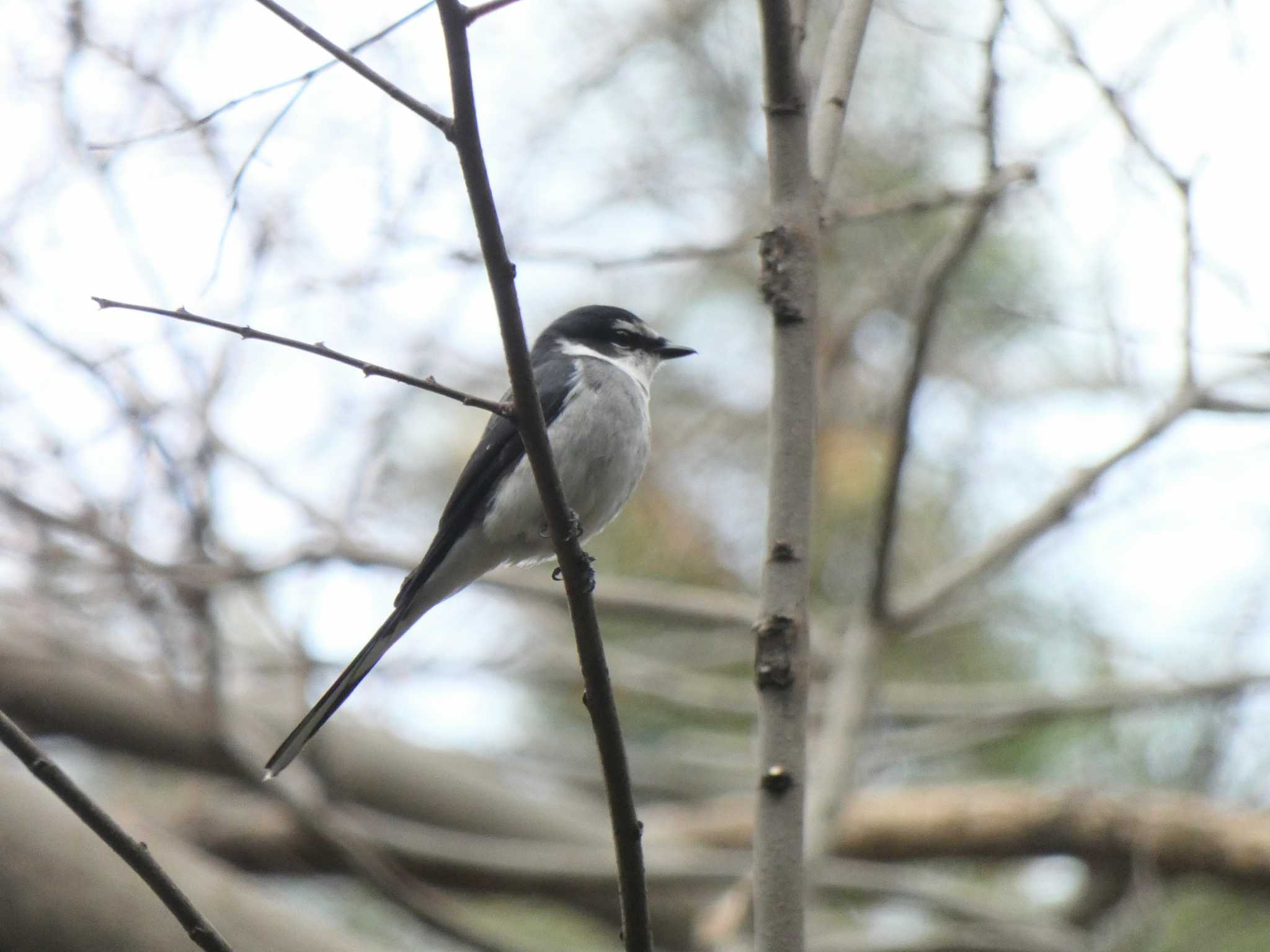 Photo of Ryukyu Minivet at Kinuta Park by キビタキ好き