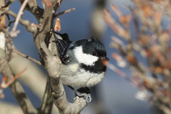 Coal Tit 北海道 函館市 東山 Sat, 3/24/2018