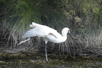 クロツラヘラサギ 与根の三角池 2022年12月31日(土)