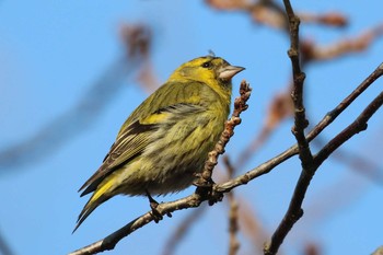 Eurasian Siskin 北海道 函館市 東山 Sat, 3/24/2018