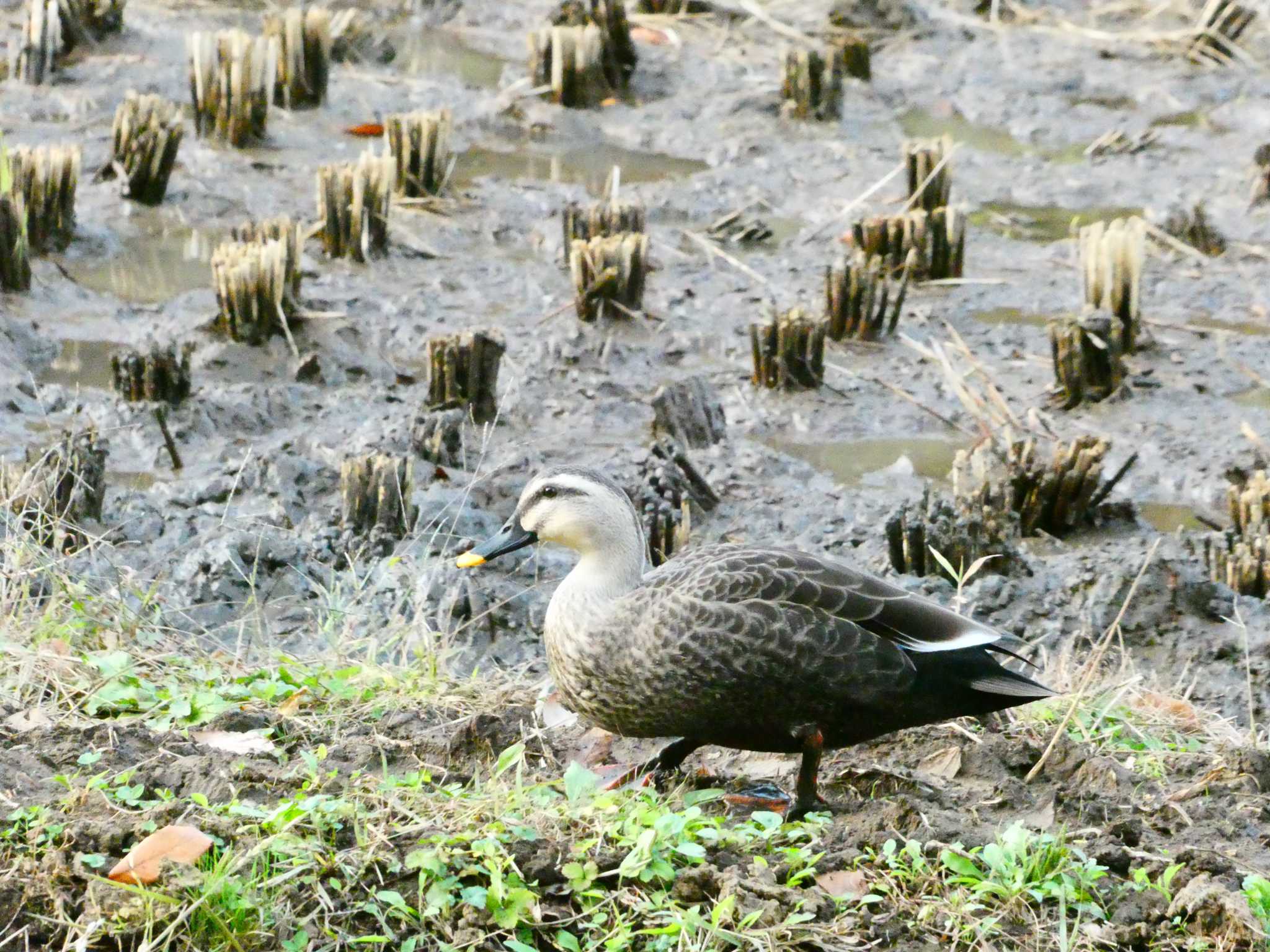 舞岡公園 カルガモの写真 by 塩昆布長