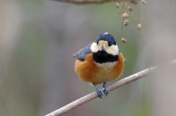 Varied Tit 岩藤新池 Sat, 12/31/2022