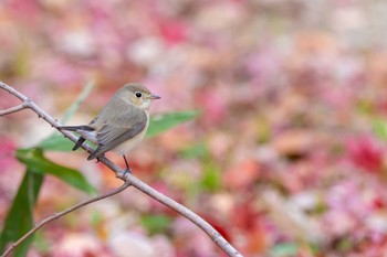 Taiga Flycatcher 明石市魚住町 Mon, 12/19/2022