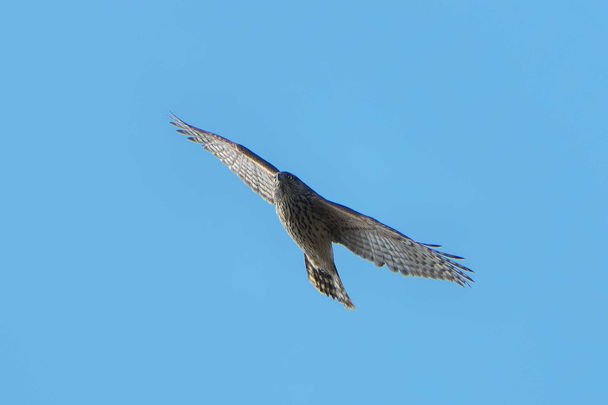 Eurasian Goshawk