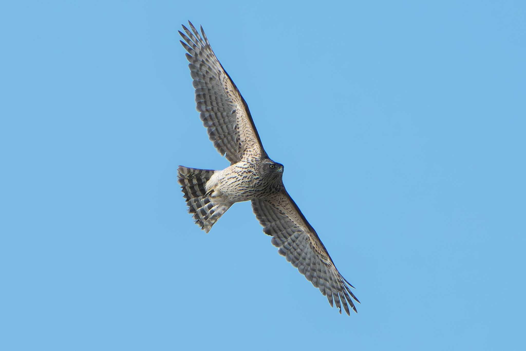 Eurasian Goshawk