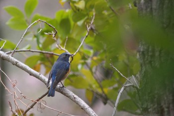 2018年3月23日(金) 薬師池公園の野鳥観察記録