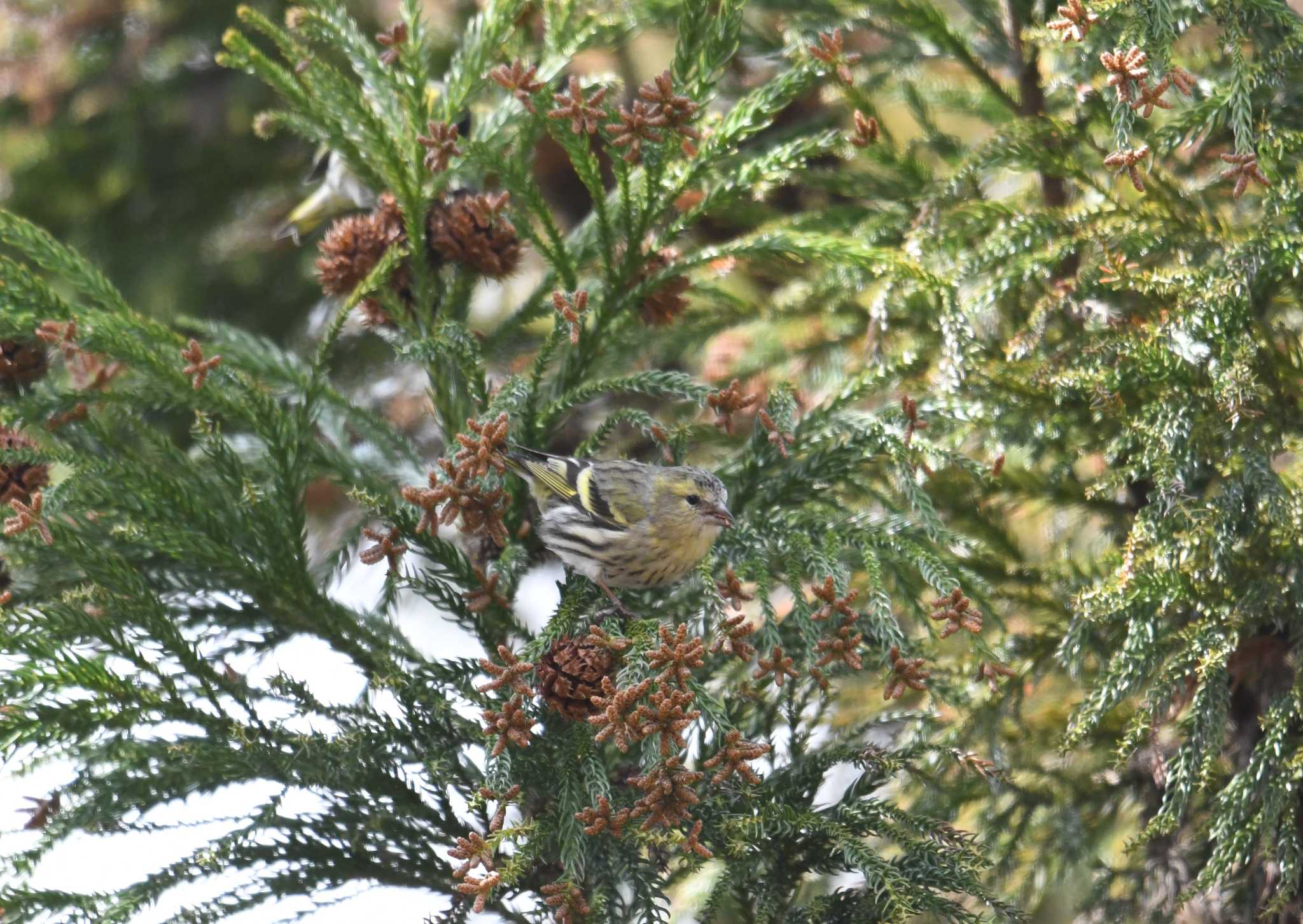 Photo of Eurasian Siskin at 多摩森林科学園 by あひる