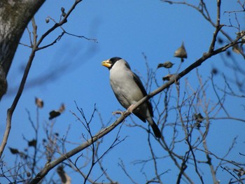 Sat, 1/7/2023 Birding report at 生田緑地