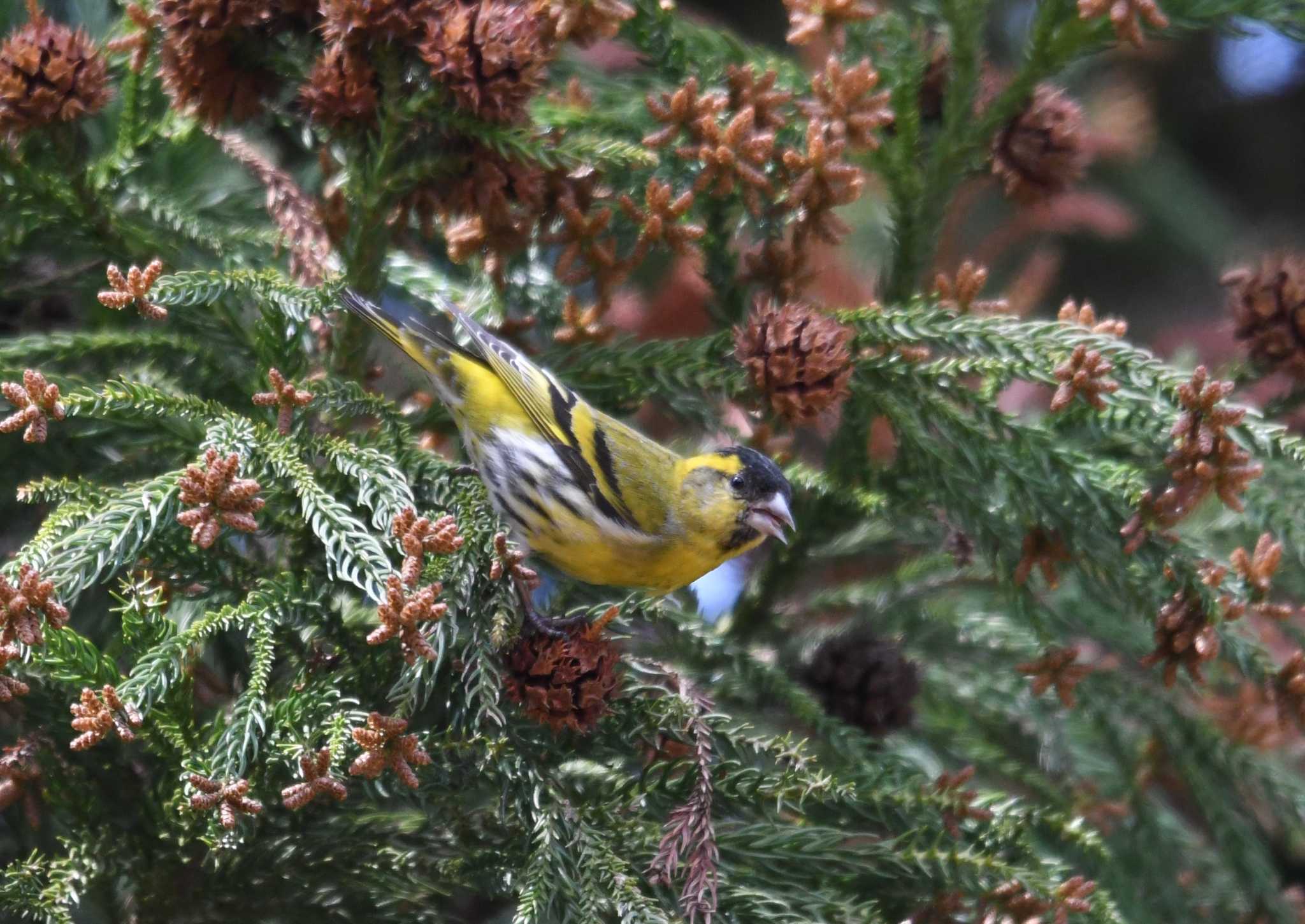 Eurasian Siskin