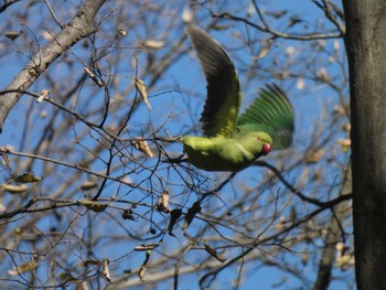 ワカケホンセイインコ 東京都 2023年1月4日(水)