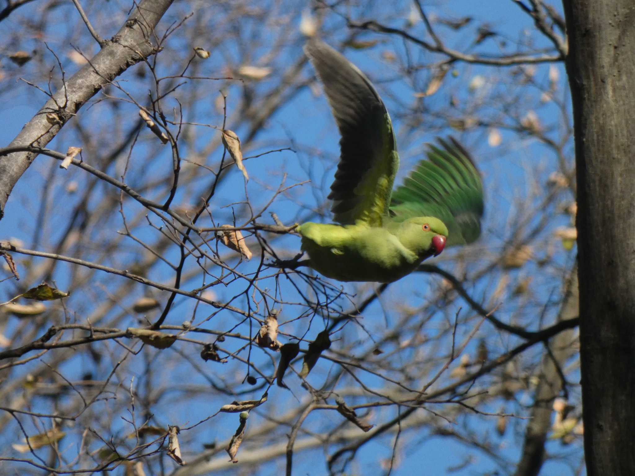 東京都 ワカケホンセイインコの写真 by キビタキ好き