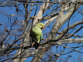 ワカケホンセイインコ 東京都 2023年1月4日(水)