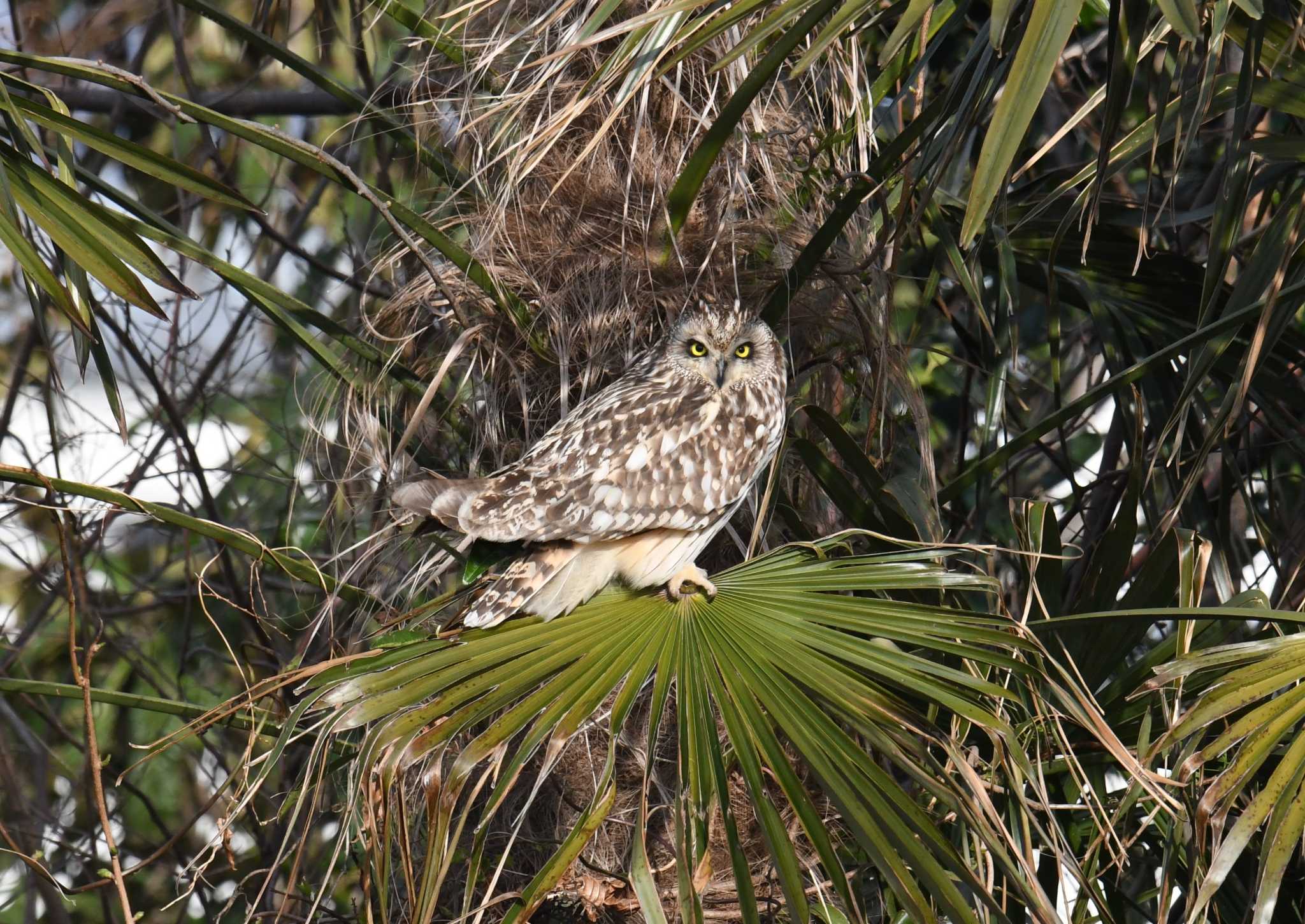  コミミズクの写真 by あひる