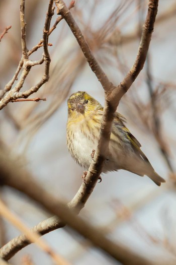 Eurasian Siskin Miyagi Kenminnomori Sat, 1/7/2023