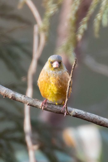 Grey-capped Greenfinch Miyagi Kenminnomori Sat, 1/7/2023