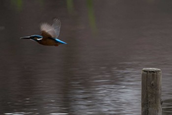 Sat, 3/24/2018 Birding report at 泉の森公園