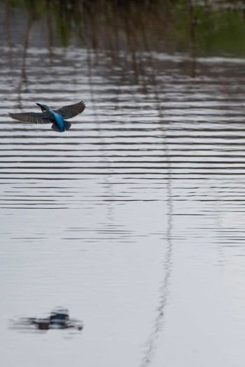 Common Kingfisher 泉の森公園 Sat, 3/24/2018