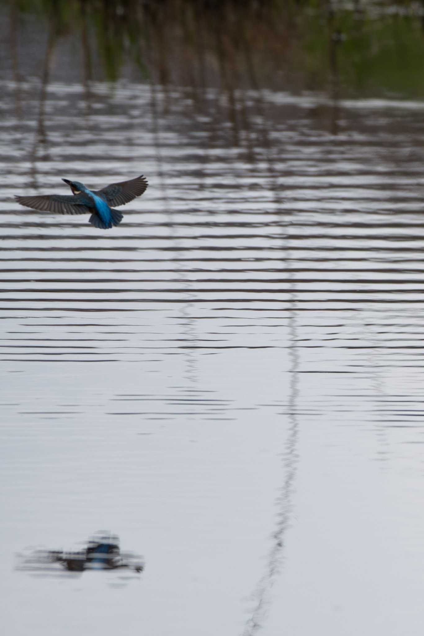 Common Kingfisher