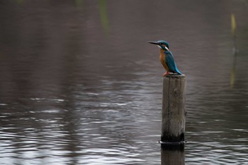 Common Kingfisher 泉の森公園 Sat, 3/24/2018