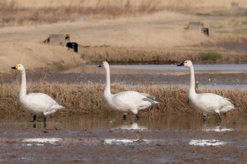 Tundra Swan 河北潟 Sat, 1/7/2023