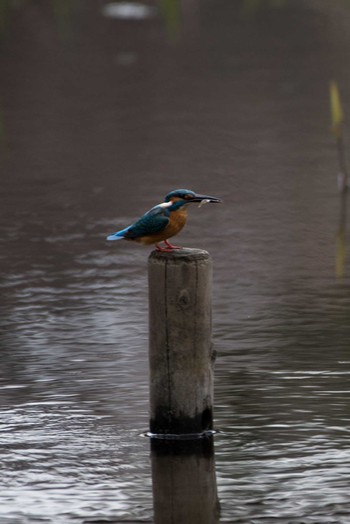 Common Kingfisher 泉の森公園 Sat, 3/24/2018