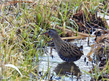 2023年1月7日(土) 舞岡公園の野鳥観察記録