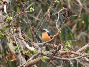 Daurian Redstart 生駒山 Sat, 1/7/2023