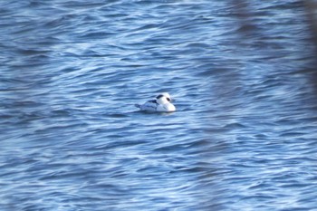 2023年1月2日(月) 諏訪湖の野鳥観察記録