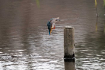 Common Kingfisher 泉の森公園 Sat, 3/24/2018