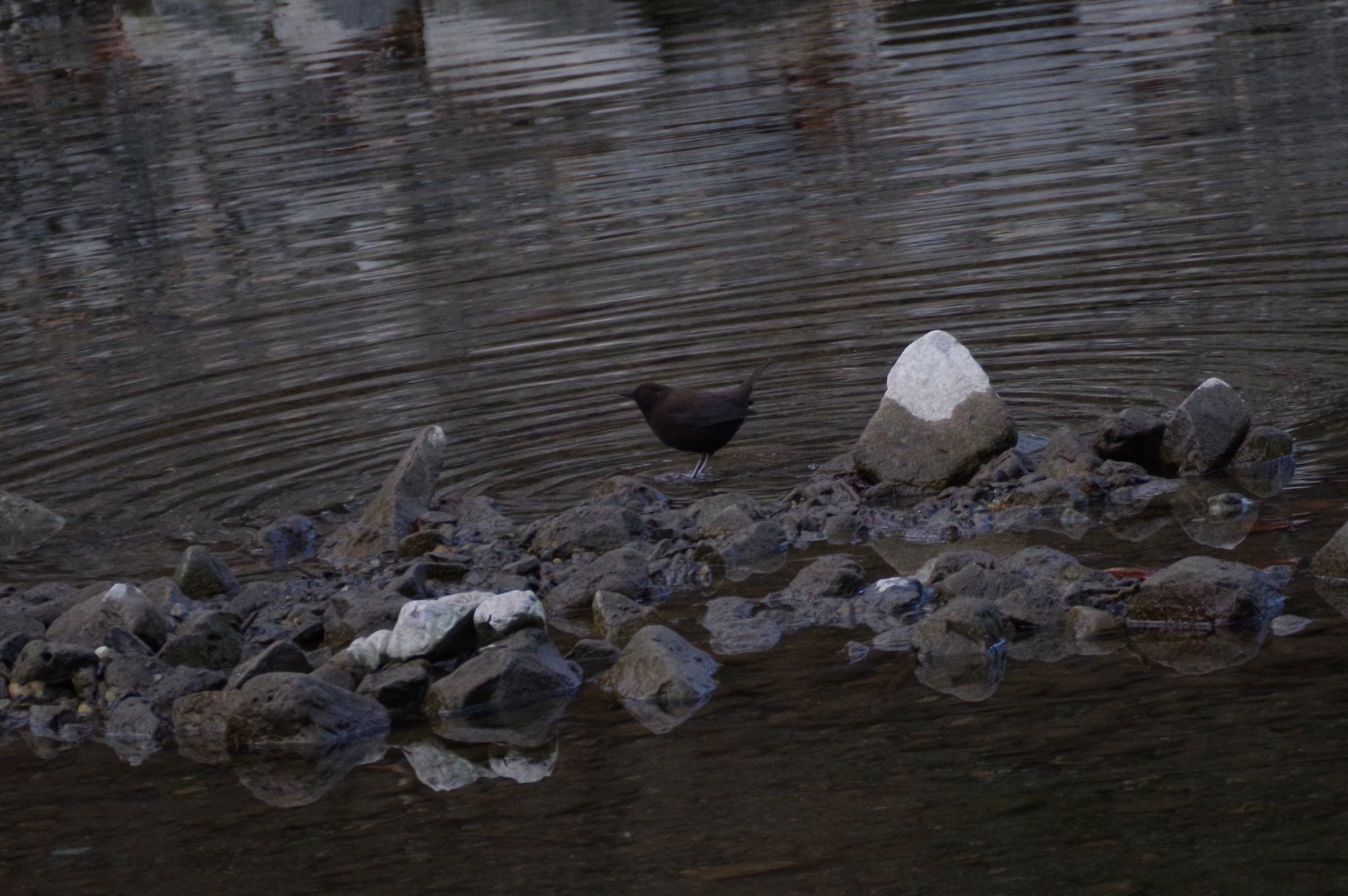 奥多摩湖 カワガラスの写真 by amy