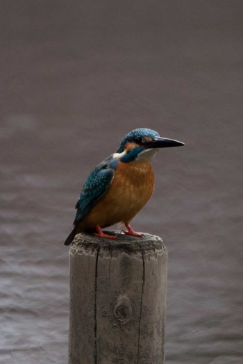 Common Kingfisher 泉の森公園 Sat, 3/24/2018