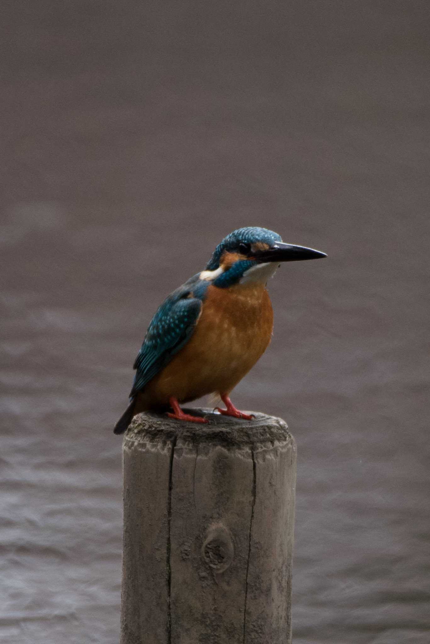 Common Kingfisher